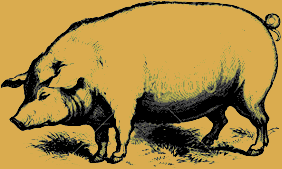 Pig